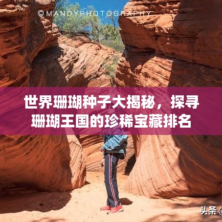 世界珊瑚种子大揭秘，探寻珊瑚王国的珍稀宝藏排名
