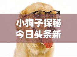 小狗子探秘今日头条新闻世界