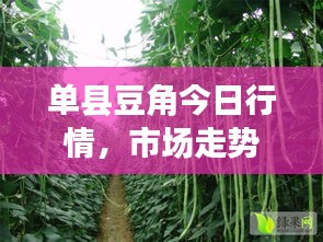 单县豆角今日行情，市场走势与种植前景深度解析