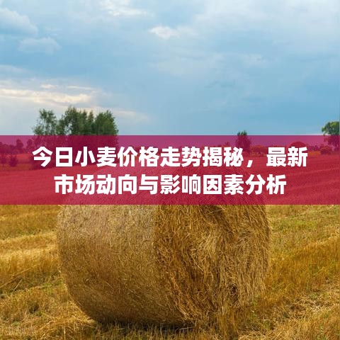 今日小麦价格走势揭秘，最新市场动向与影响因素分析