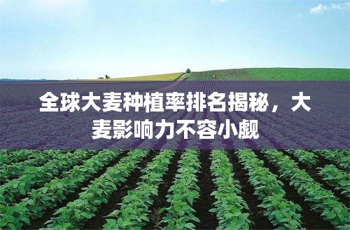 全球大麦种植率排名揭秘，大麦影响力不容小觑