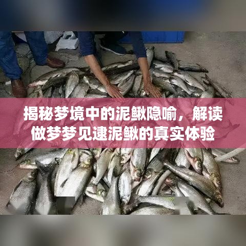 揭秘梦境中的泥鳅隐喻，解读做梦梦见逮泥鳅的真实体验