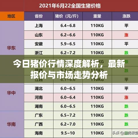 今日猪价行情深度解析，最新报价与市场走势分析
