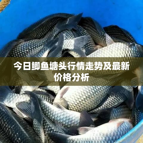今日鲫鱼塘头行情走势及最新价格分析