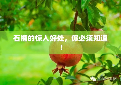 石榴的惊人好处，你必须知道！