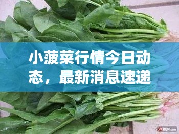 小菠菜行情今日动态，最新消息速递