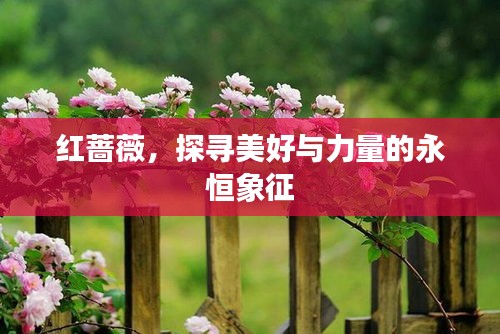 红蔷薇，探寻美好与力量的永恒象征