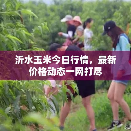 沂水玉米今日行情，最新价格动态一网打尽