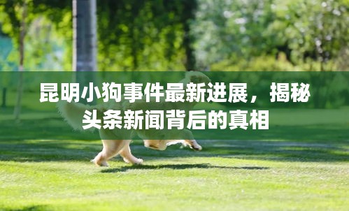 昆明小狗事件最新进展，揭秘头条新闻背后的真相