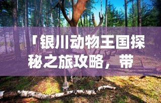 「银川动物王国探秘之旅攻略，带你畅游草原动物园」