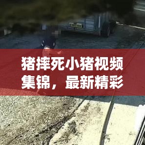 猪摔死小猪视频集锦，最新精彩瞬间一网打尽！