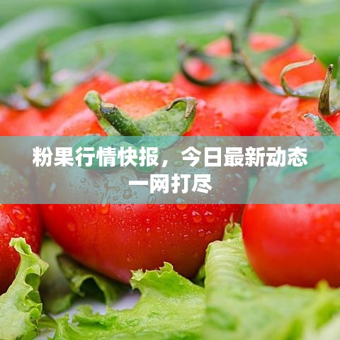 粉果行情快报，今日最新动态一网打尽