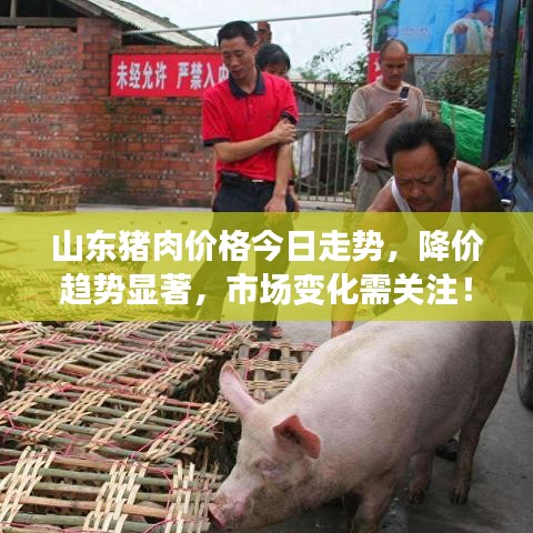 山东猪肉价格今日走势，降价趋势显著，市场变化需关注！
