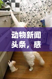 动物新闻头条，感人瞬间，生命温情传递大爱
