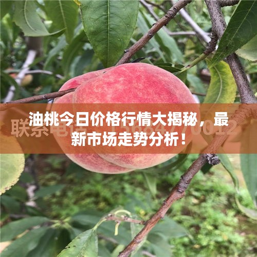 油桃今日价格行情大揭秘，最新市场走势分析！