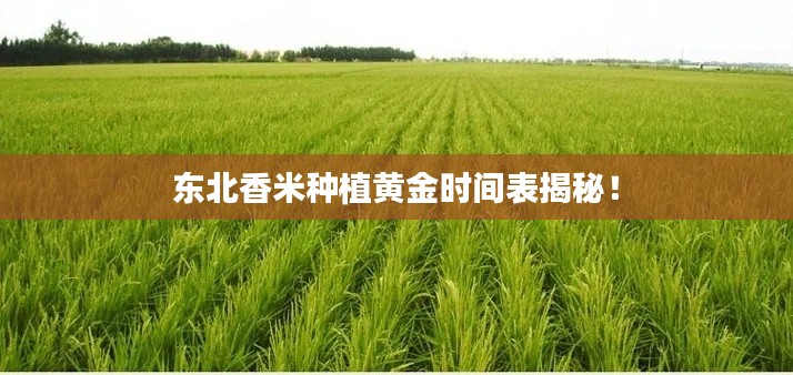 东北香米种植黄金时间表揭秘！