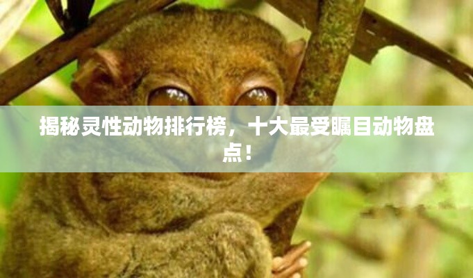 揭秘灵性动物排行榜，十大最受瞩目动物盘点！