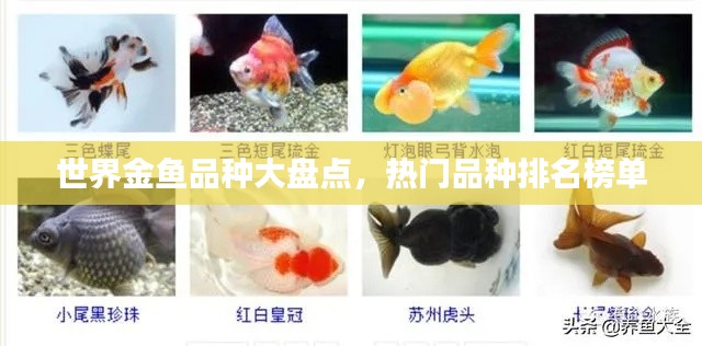 世界金鱼品种大盘点，热门品种排名榜单