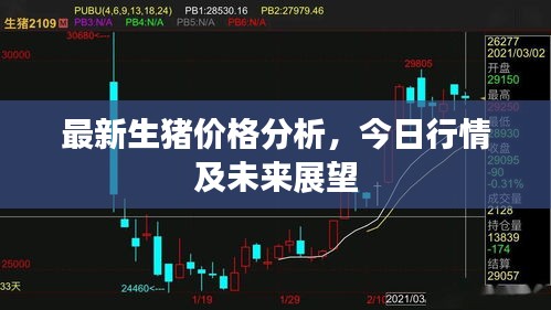 最新生猪价格分析，今日行情及未来展望