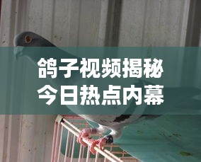莺啼鸟啭