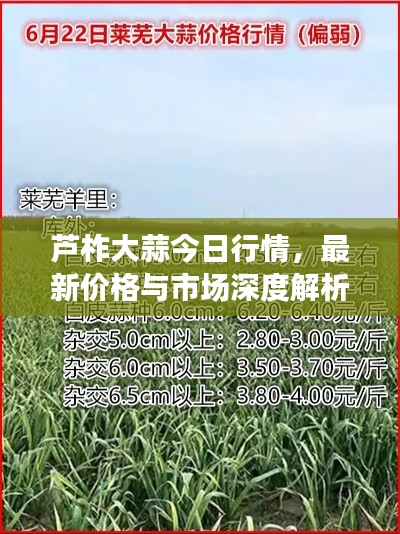 芦柞大蒜今日行情，最新价格与市场深度解析