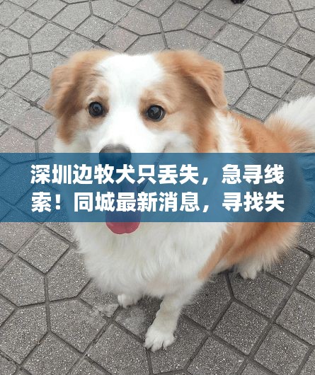 深圳边牧犬只丢失，急寻线索！同城最新消息，寻找失犬线索