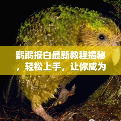 鹦鹉报白最新教程揭秘，轻松上手，让你成为报白达人！
