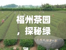 福州茶园，探秘绿意盎然，尽享自然之旅攻略