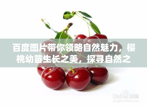 百度图片带你领略自然魅力，樱桃幼苗生长之美，探寻自然之美