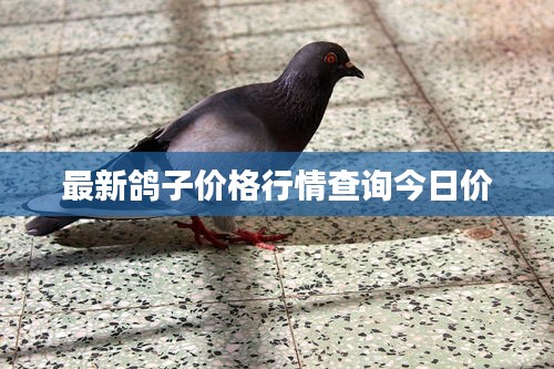 最新鸽子价格行情查询今日价