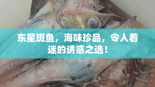 东星斑鱼，海味珍品，令人着迷的诱惑之选！