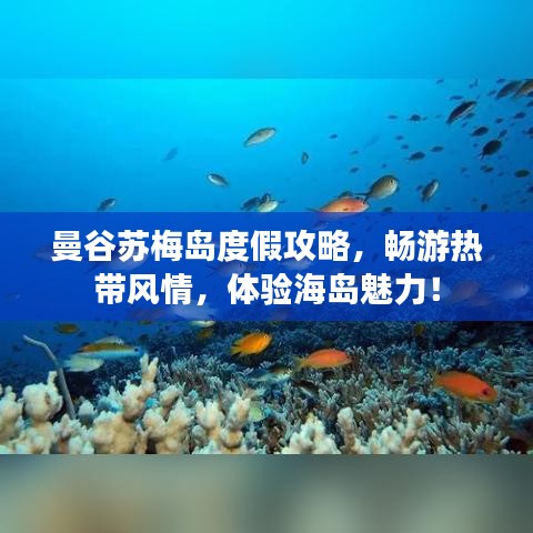 曼谷苏梅岛度假攻略，畅游热带风情，体验海岛魅力！
