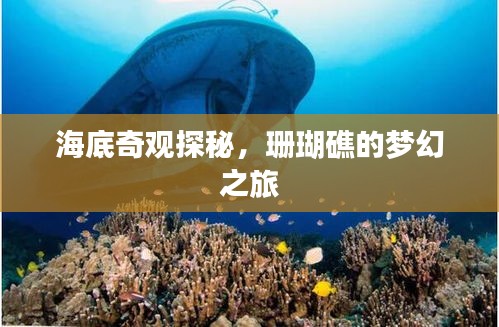 海底奇观探秘，珊瑚礁的梦幻之旅