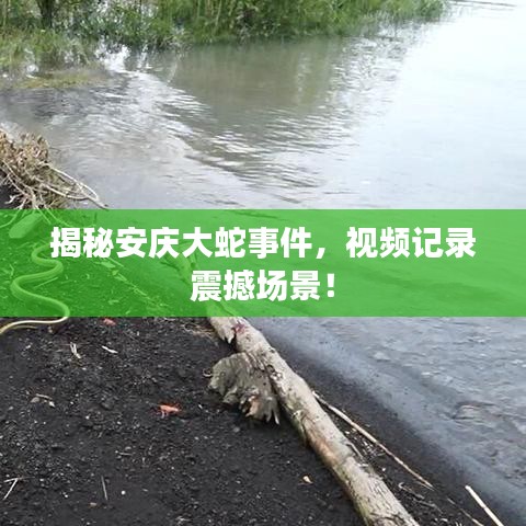揭秘安庆大蛇事件，视频记录震撼场景！