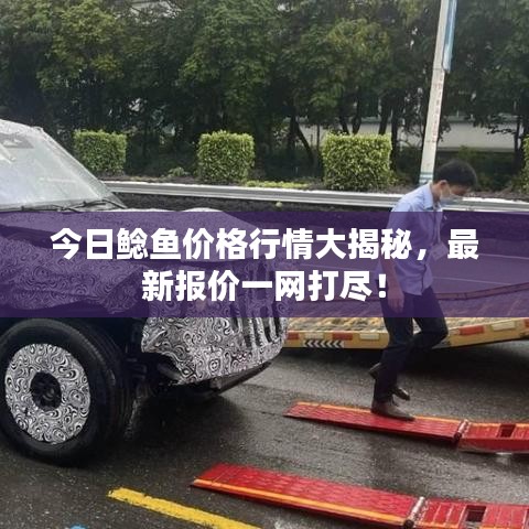 今日鲶鱼价格行情大揭秘，最新报价一网打尽！