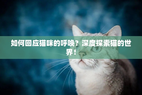 如何回应猫咪的呼唤？深度探索猫的世界！