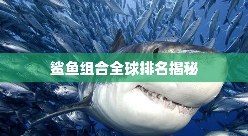 鲨鱼组合全球排名揭秘