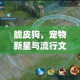 脆皮狗，宠物新星与流行文化的不解之缘