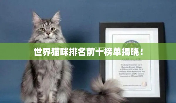 世界猫咪排名前十榜单揭晓！