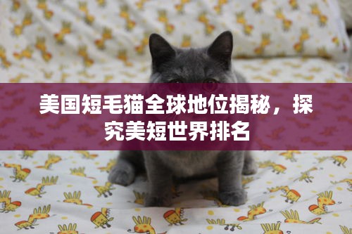 美国短毛猫全球地位揭秘，探究美短世界排名
