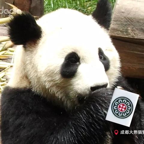 官方熊猫麻将下载,真实数据解释定义 5DM_v1.256