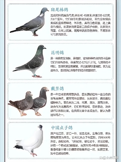 新版本鸽子牧,全面数据解释定义_理财版_v4.969