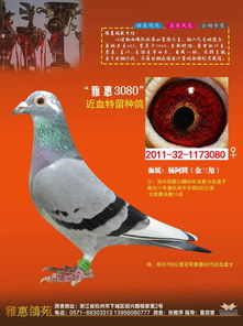 雅鸽官方下载,重要性说明方法 微型版_v10.974