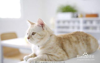 猫咪直播破解版最新版本,经典解读说明_LE版_v8.422