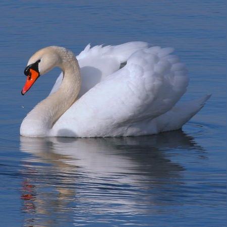 网易梦幻官方下载——设计软件的明日之星,作为知名付费软件Adobe Photoshop的实用替代品