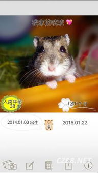 官方下载叠仓鼠,灵活性计划实施_影像版_v6.767